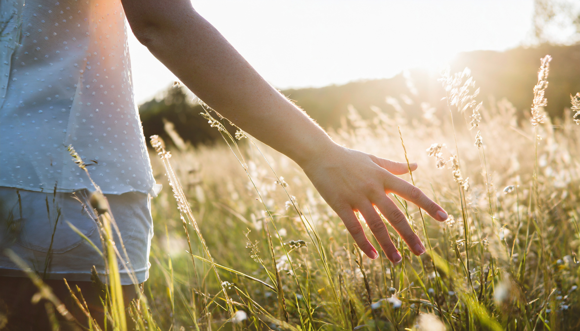 本頁圖片/檔案 - caucasian-womans-hand-touches-sunlit-meadow-summer